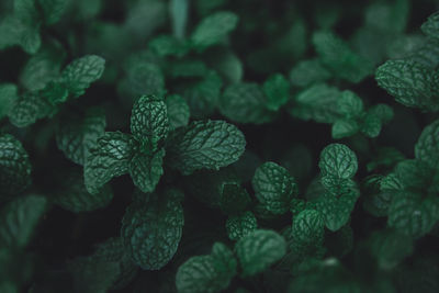 Full frame shot of fresh green leaves