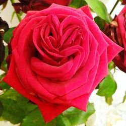 Close-up of red rose blooming outdoors