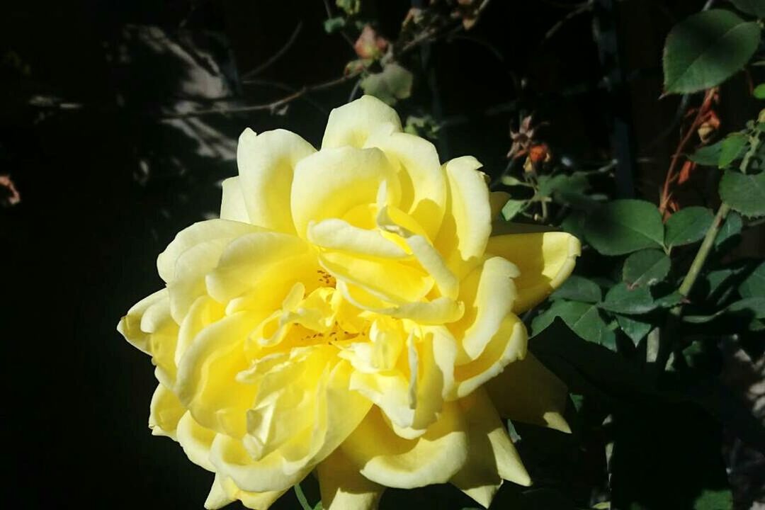 CLOSE-UP OF YELLOW FLOWER