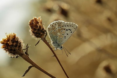 Close-up of butterfly pollinating on flower