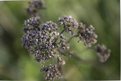 Close-up of purple flowering plant