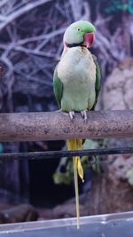 Close-up of parrot perching on metal
