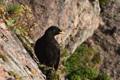 High angle view of bird perching on rock