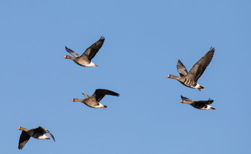 Low angle view of seagulls flying against clear blue sky