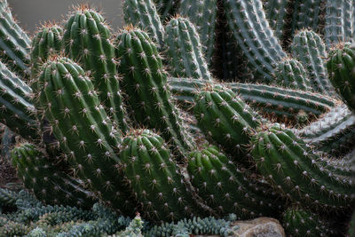 Full frame shot of succulent plants