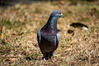 Close-up of bird on field