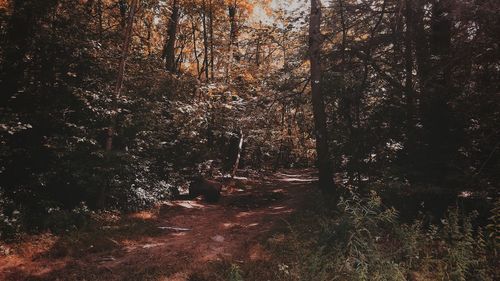 Trees in forest