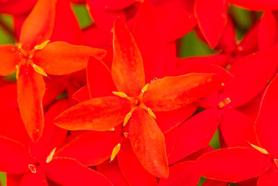 Full frame shot of red flowering plants