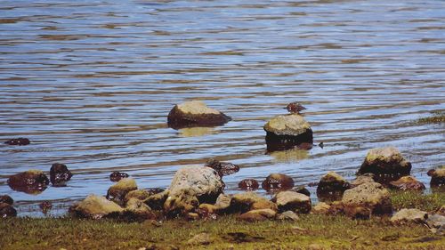High angle view of ducks swimming on lake