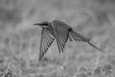 Close-up of bird flying over field