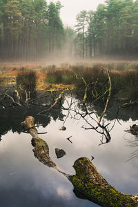 Reflection of trees in lake against sky