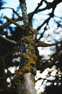 Low angle view of bare tree