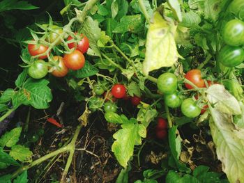 Full frame shot of tomatoes