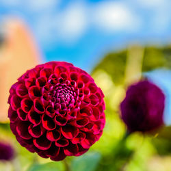 Close-up of red rose