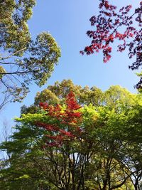 Low angle view of trees against sky