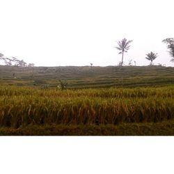 Scenic view of field against clear sky