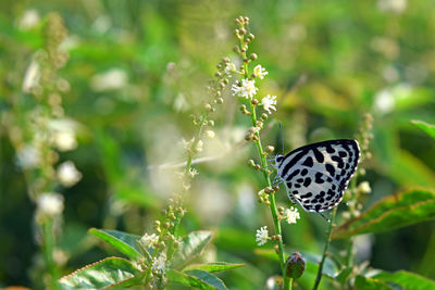 Close-up of butterfly pollinating on flower. beautiful common pierrot butterfly on flower