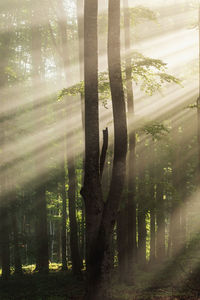 Sunlight streaming through trees in forest