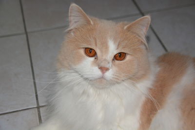 Portrait of white cat on tiled floor