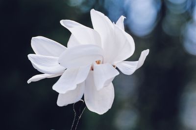 Close-up of white rose flower