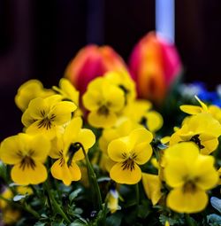 Close-up of yellow flower