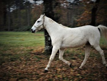 Horse on field