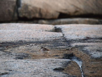 Close-up of bird