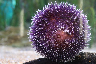 Close-up of purple flower