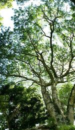 Low angle view of trees in forest