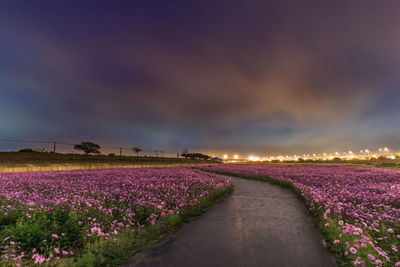 View of flower field against sky at night