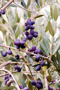 Close-up of purple flowers growing on tree