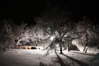 Trees on snow covered road at night