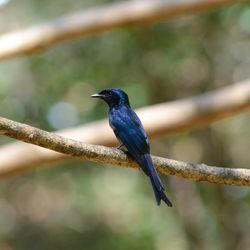 Close-up of bird perching on branch