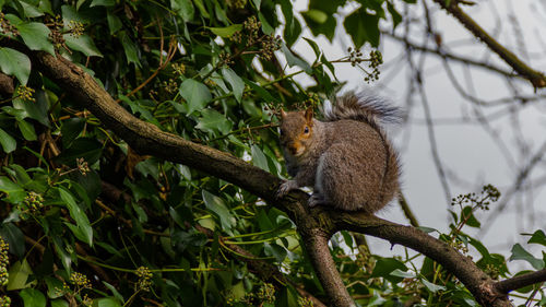 Lizard on tree