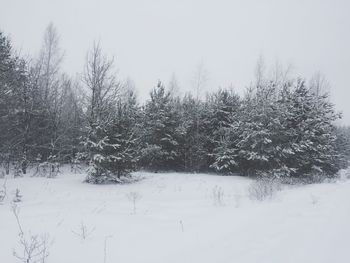 Snow covered trees in forest against sky