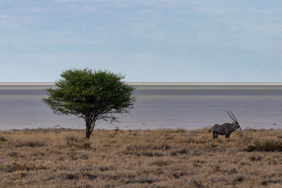 A typical scene on etosha national park