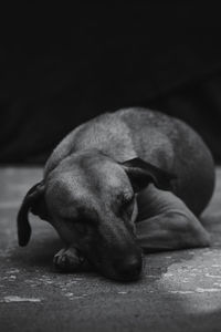 Close-up of dog sleeping on floor