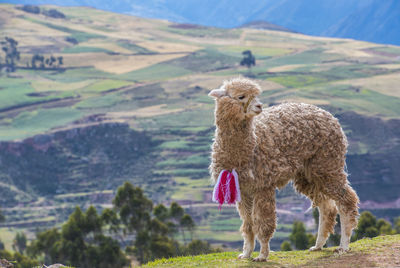 Young alpaca in the sacred valley of the incas in peru