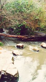 Scenic view of river flowing through rocks in forest