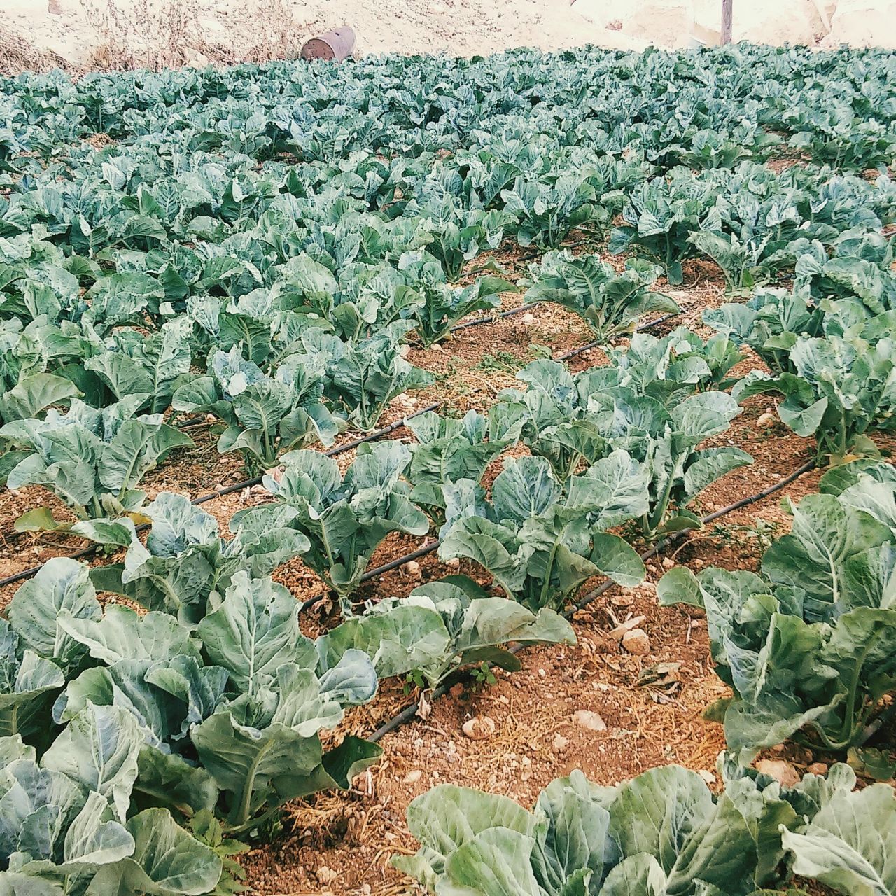 CLOSE-UP OF PLANTS GROWING IN FARM