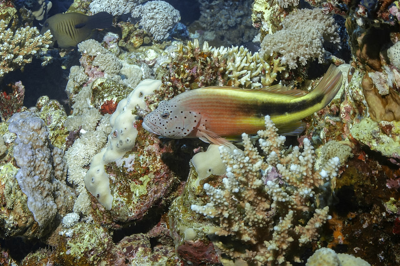 CLOSE-UP OF FISH UNDERWATER