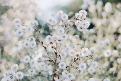 Close-up of white flowers on branch