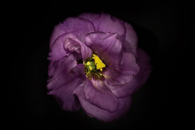 Close-up of purple flower blooming against black background