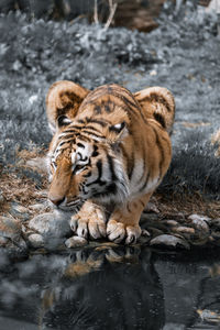 Tiger drinking water