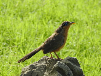 Close-up of bird perching on rock