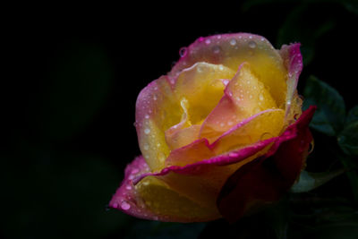 Close-up of pink rose flower