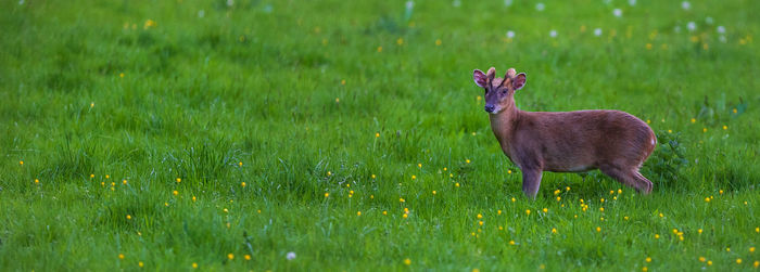 Cow standing in a field