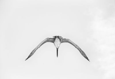 Low angle view of bird flying against clear sky