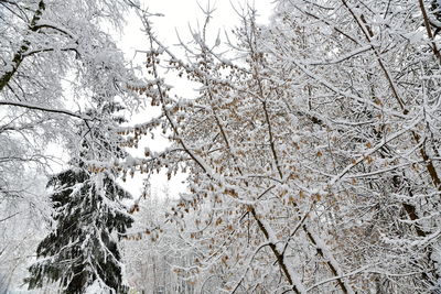 Low angle view of snow covered bare trees