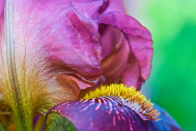 Close-up of purple flowers blooming